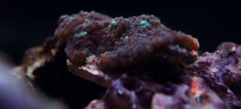 LPS Coral (Echinopora Celtic frist)