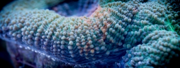 Acanthastrea bowerbanki coral closeup