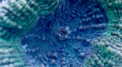 Acanthastrea bowerbanki coral closeup