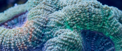 Acanthastrea bowerbanki coral closeup with green, blue and orange shades