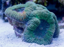 Acanthastrea bowerbanki coral frag at my aquarium with green, blue and orange colors.
